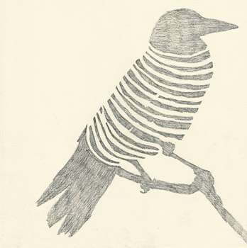 segmented crow